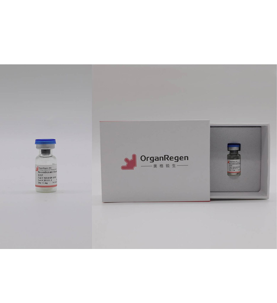 Recombinant Human EGF