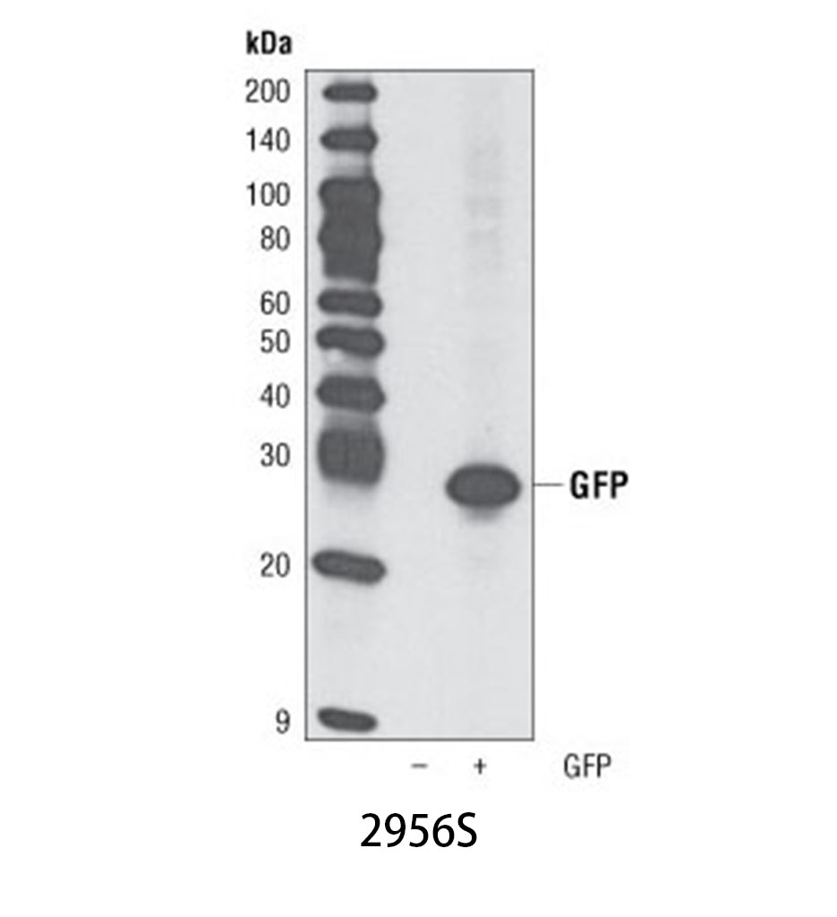 GFP (D5.1) Rabbit mAb