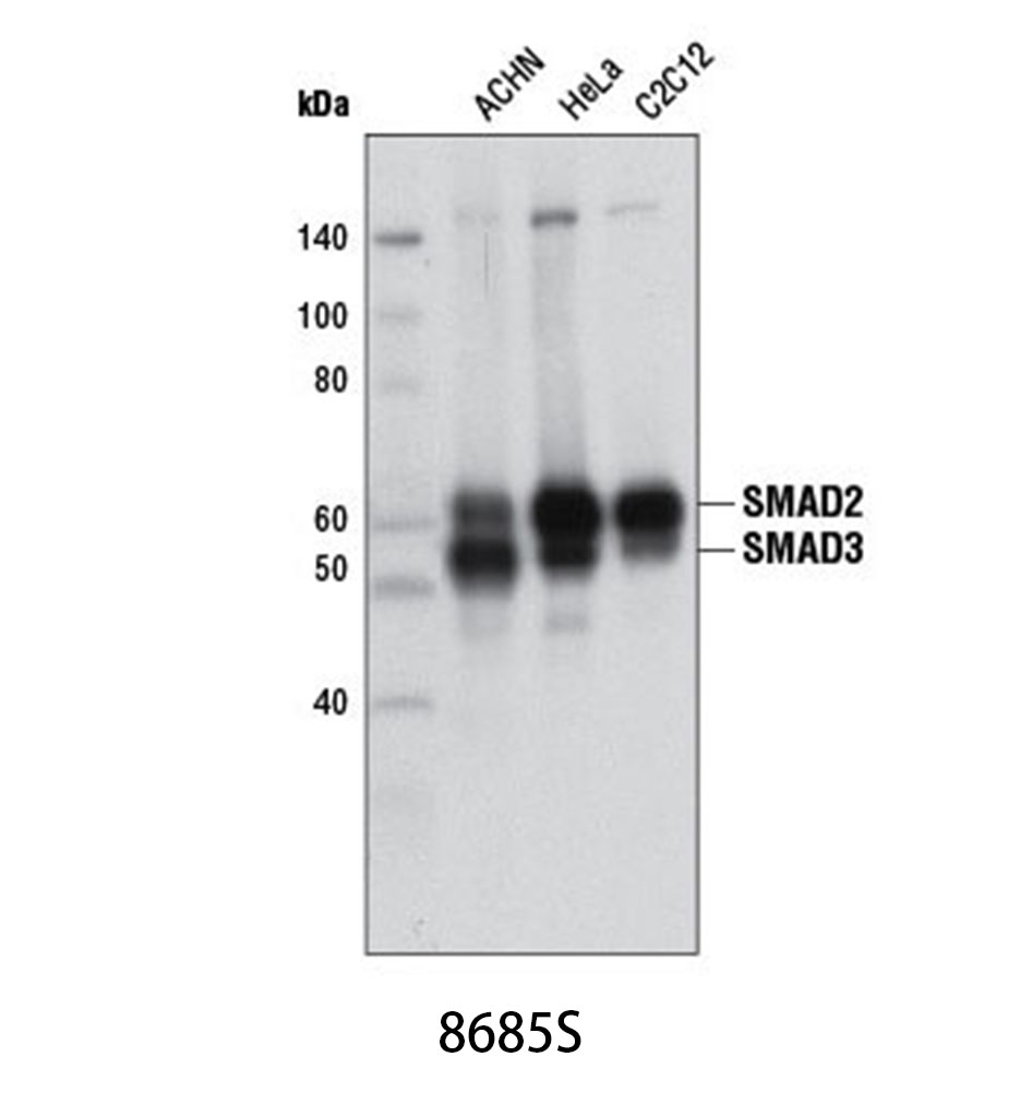 Smad2/3 (D7G7) XP Rabbit mAb