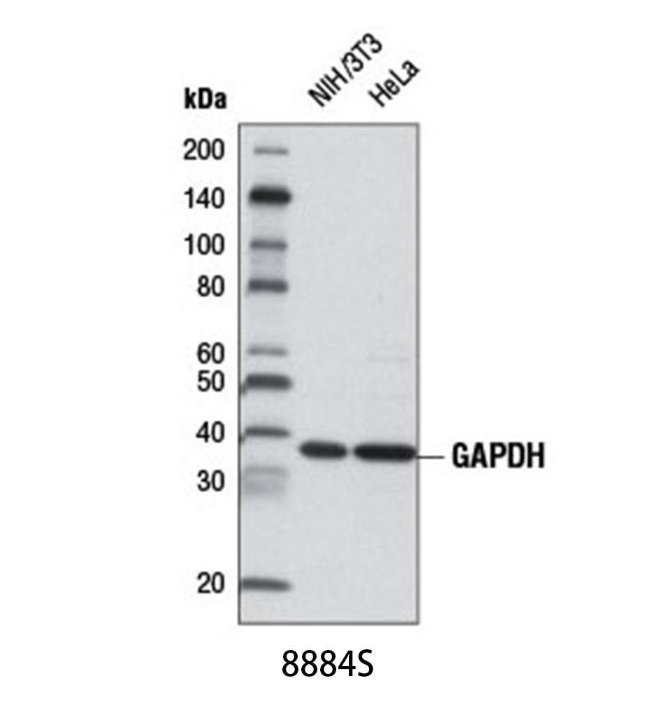 GAPDH (D16H11) XP Rabbit mAb (HRP Conjugate)