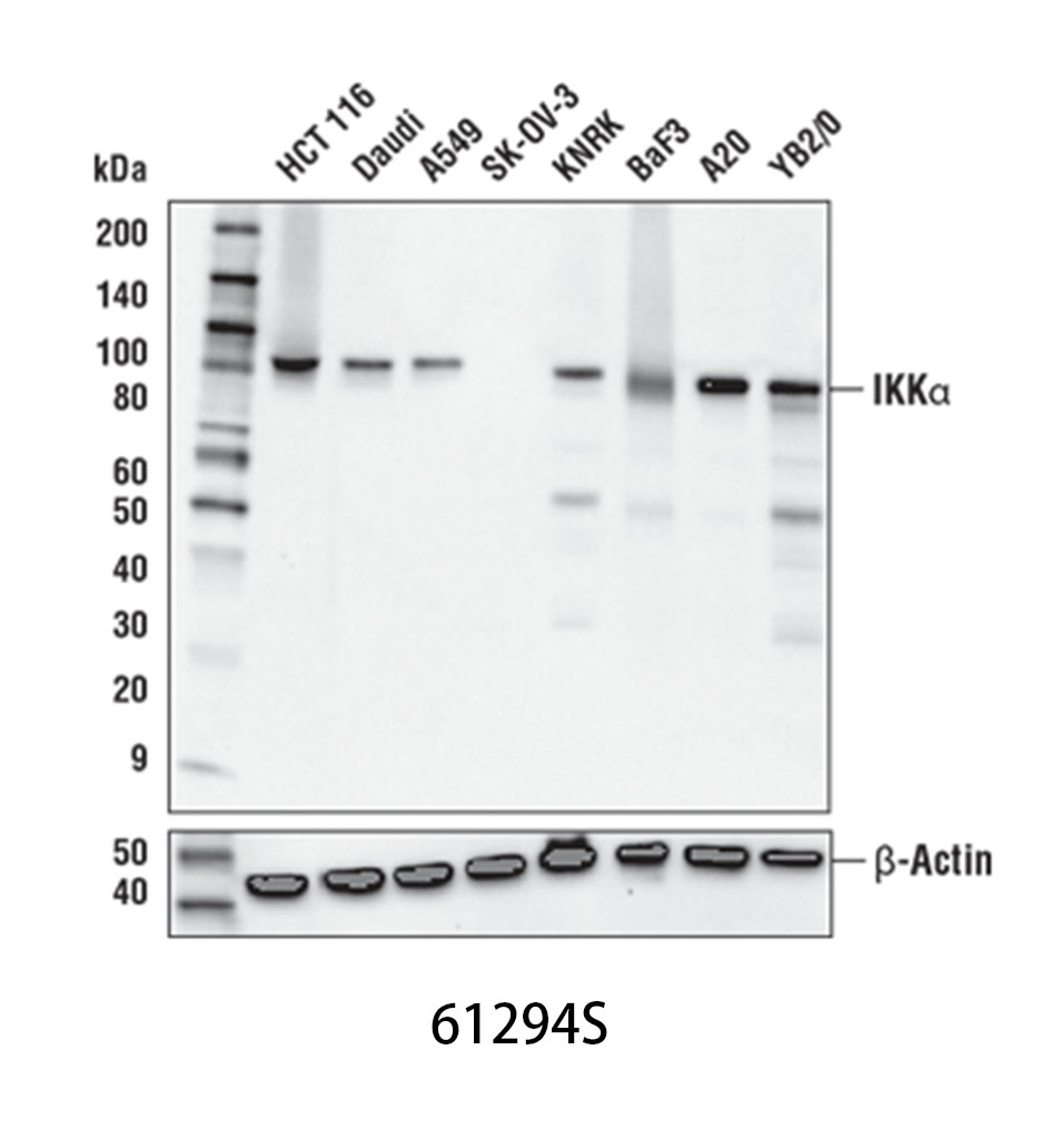 IKKα (D3W6N) Rabbit mAb