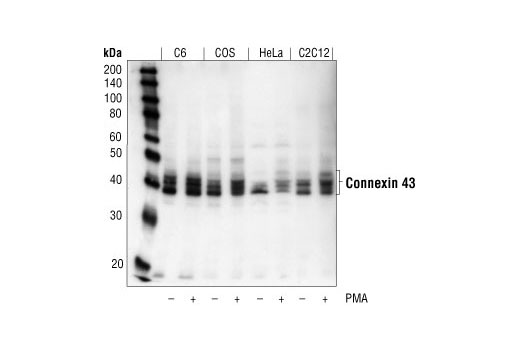 Connexin 43 Antibody