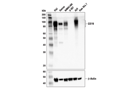 CD19 (D4V4B) XP Rabbit mAb