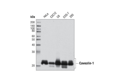 Caveolin-1 Antibody