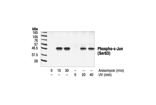 Phospho-c-Jun (Ser63) II Antibody