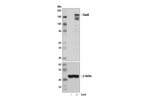 Cas9 (7A9-3A3) Mouse mAb