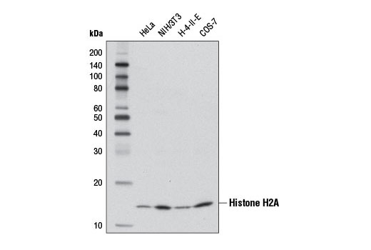 Histone H2A (D6O3A) Rabbit mAb