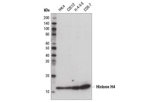 Histone H4 (D2X4V) Rabbit mAb