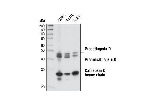 Cathepsin D Antibody