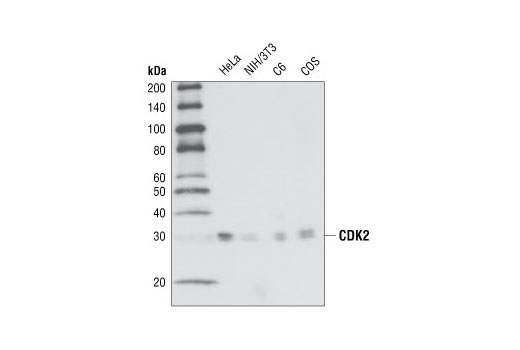 CDK2 (78B2) Rabbit mAb