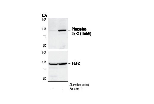 Phospho-eEF2 (Thr56) Antibody