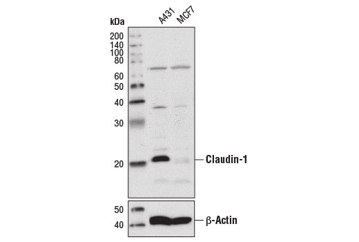 Claudin-1 (D5H1D) XP Rabbit mAb