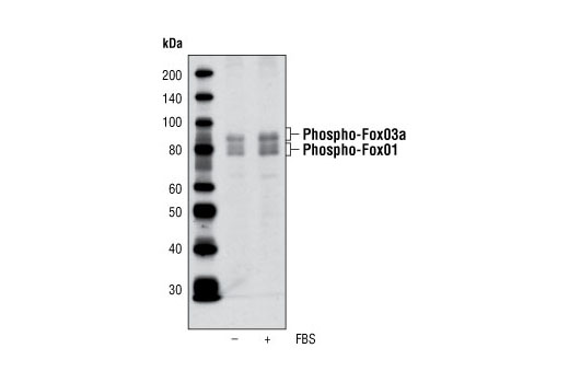 Phospho-FoxO1 (Thr24)/FoxO3a (Thr32) Antibody