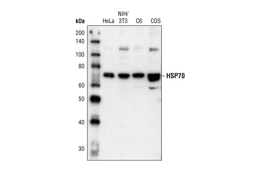 HSP70 Antibody