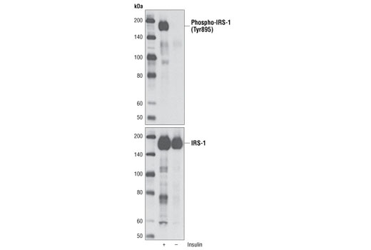Phospho-IRS-1 (Tyr895) Antibody