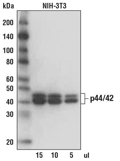 Anti-rabbit IgG AP-linked Antibody
