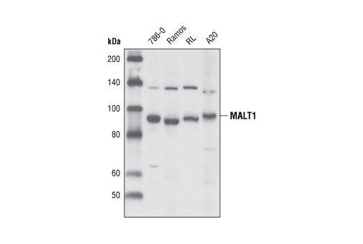 MALT1 Antibody