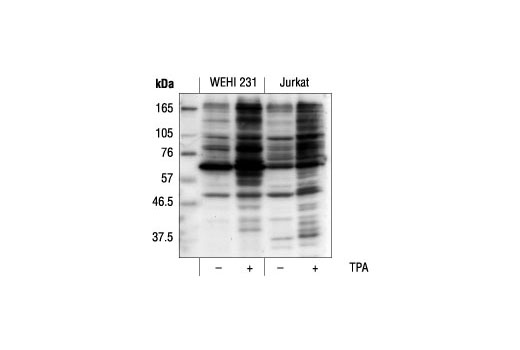 Phospho-(Ser) PKC Substrate Antibody