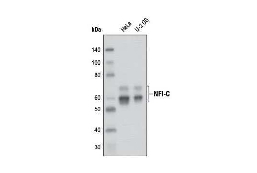 NFI-C Antibody