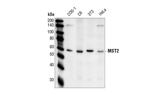 MST2 Antibody