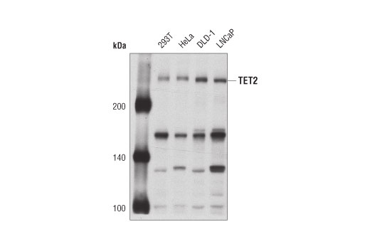 TET2 Antibody