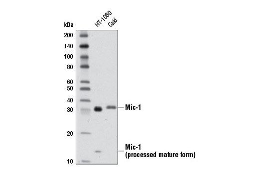 Mic-1 (D2A3) Rabbit mAb