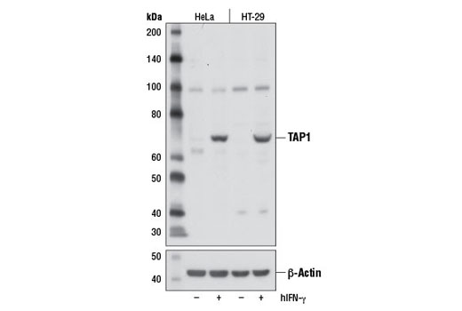 TAP1 Antibody