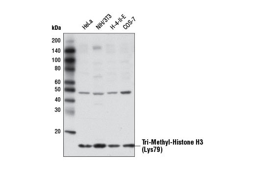 Tri-Methyl-Histone H3 (Lys79) Antibody