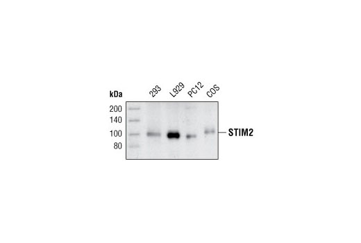STIM2 Antibody