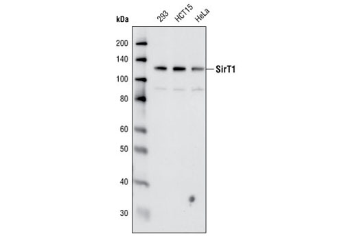 SirT1 (C14H4) Rabbit mAb