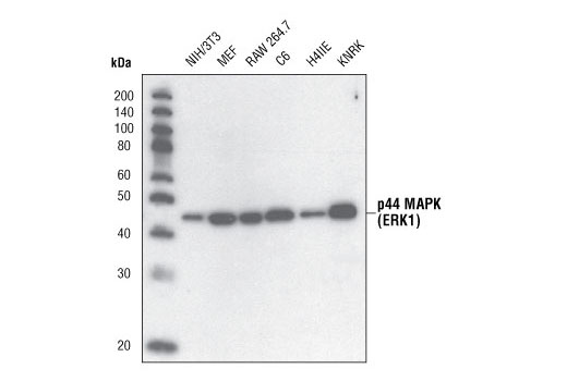 p44 MAP Kinase (Erk1) Antibody