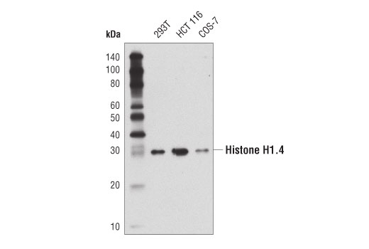 Histone H1.4 (D4J5Q) Rabbit mAb