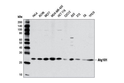 Atg101 (E1Z4W) Rabbit mAb
