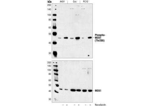 Phospho-MEK1 (Thr286) Antibody