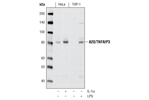 A20/TNFAIP3 Antibody