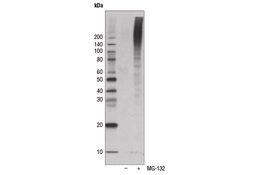 Ubiquitin (P4D1) Mouse mAb (HRP Conjugate)