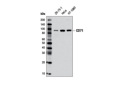 CD71 (D7S5Z) Rabbit mAb