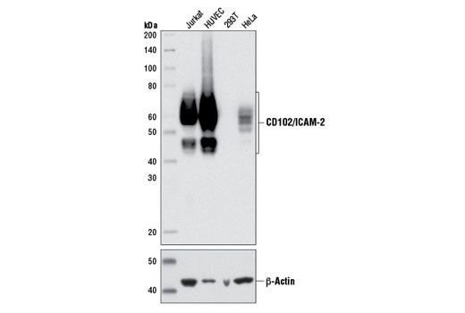 CD102/ICAM-2 (D7P2Q) Rabbit mAb