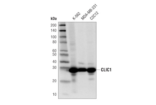 CLIC1 (D7D6H) Rabbit mAb
