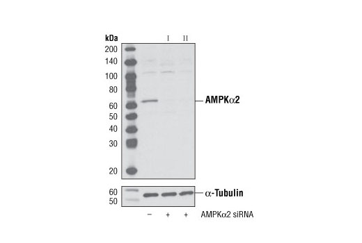 SignalSilence AMPKα2 siRNA I