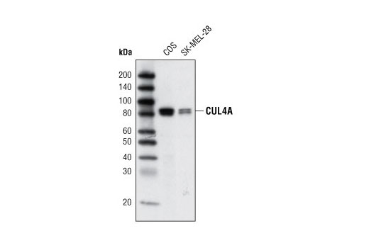 CUL4A Antibody
