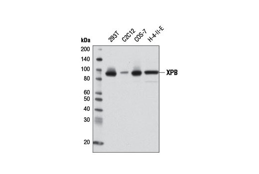 XPB (2C6) Mouse mAb