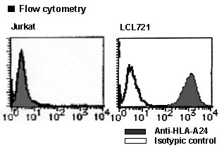 Anti-HLA-A24 (Human) mAb-FITC
