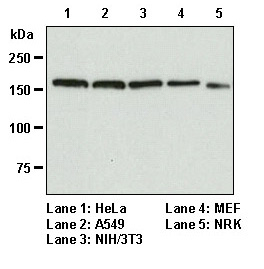 Anti-EEA1 mAb