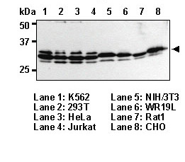 Anti-ELAVL1 (HuR) pAb