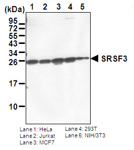Anti-SRSF3 (SRp20) pAb