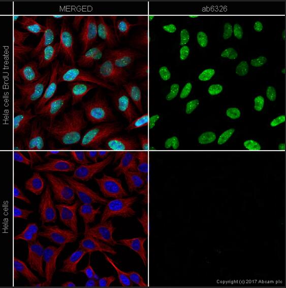 Anti-BrdU antibody [BU1/75 (ICR1)] - Proliferation Marker