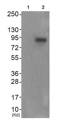 Anti-FGFR4 (phospho Y642) antibody