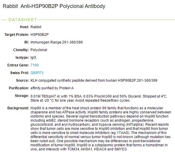 热休克蛋白90b2抗体