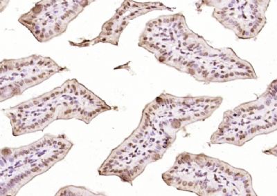 GATA结合蛋白4抗体